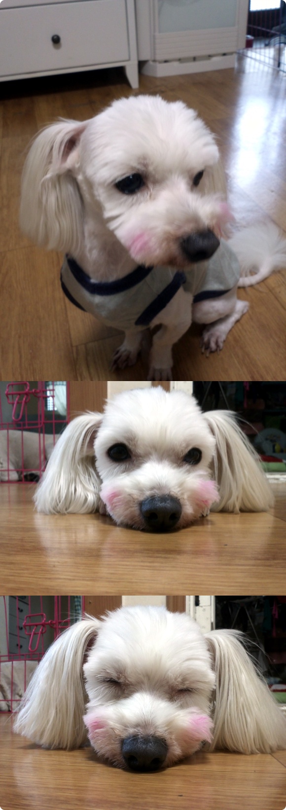 말티즈 믹스견 찾아요~!!!