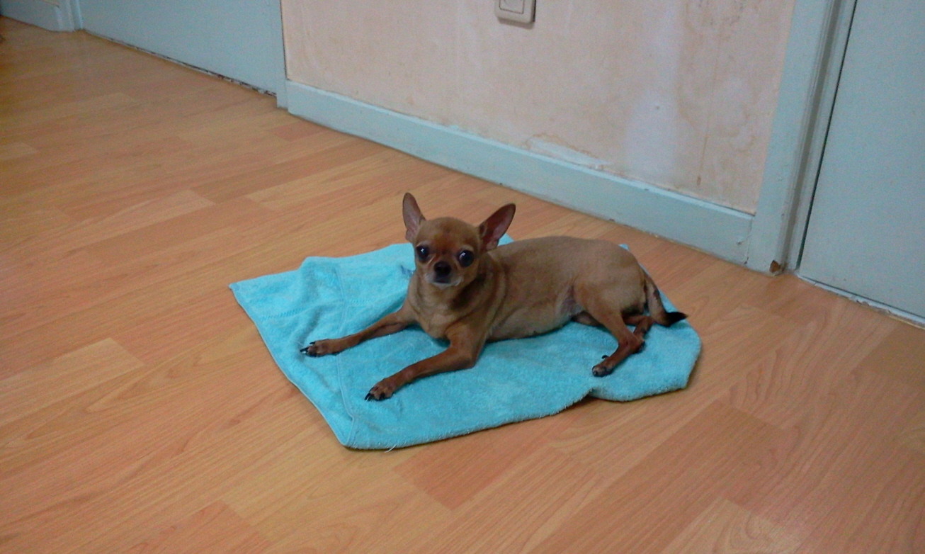 치와와 11살 암컷 찾습니다.!!!! 남양주 배양리 공장에서 없어짐!!