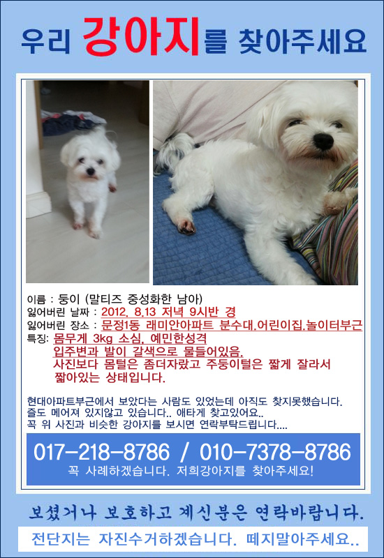 송파구 문정동 래미안아파트, 말티즈 남아 둥이 찾습니다.