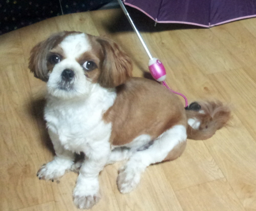 인천남구용현사거리부근/시츄/남/1살/중성화○ 찾습니다.