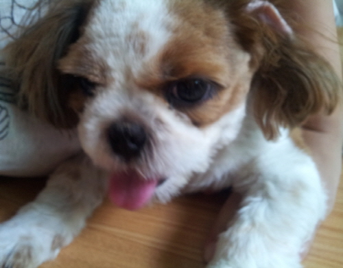 인천남구용현사거리부근/시츄/남/1살/중성화○ 찾습니다.