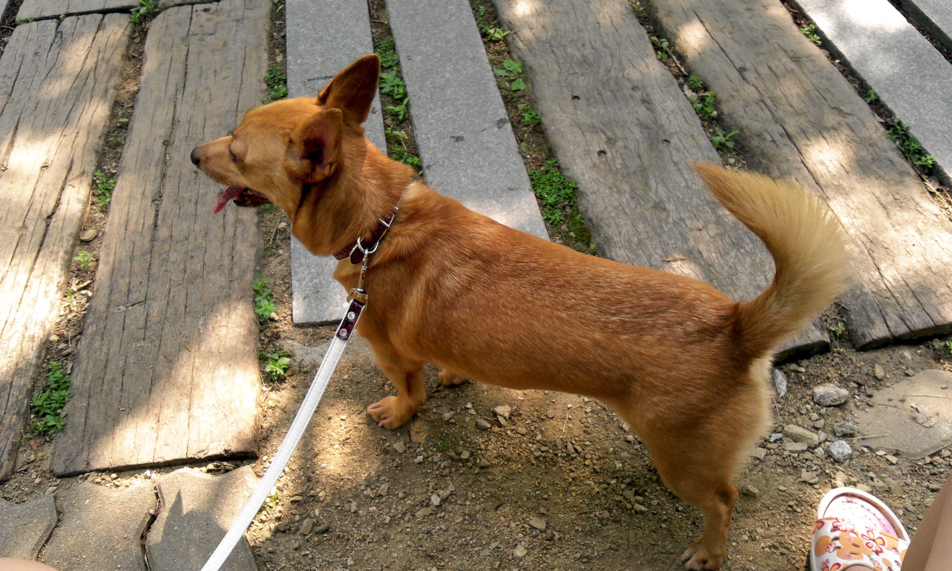 경기도 동두천시 웰시코기 믹스 찾아요ㅜ