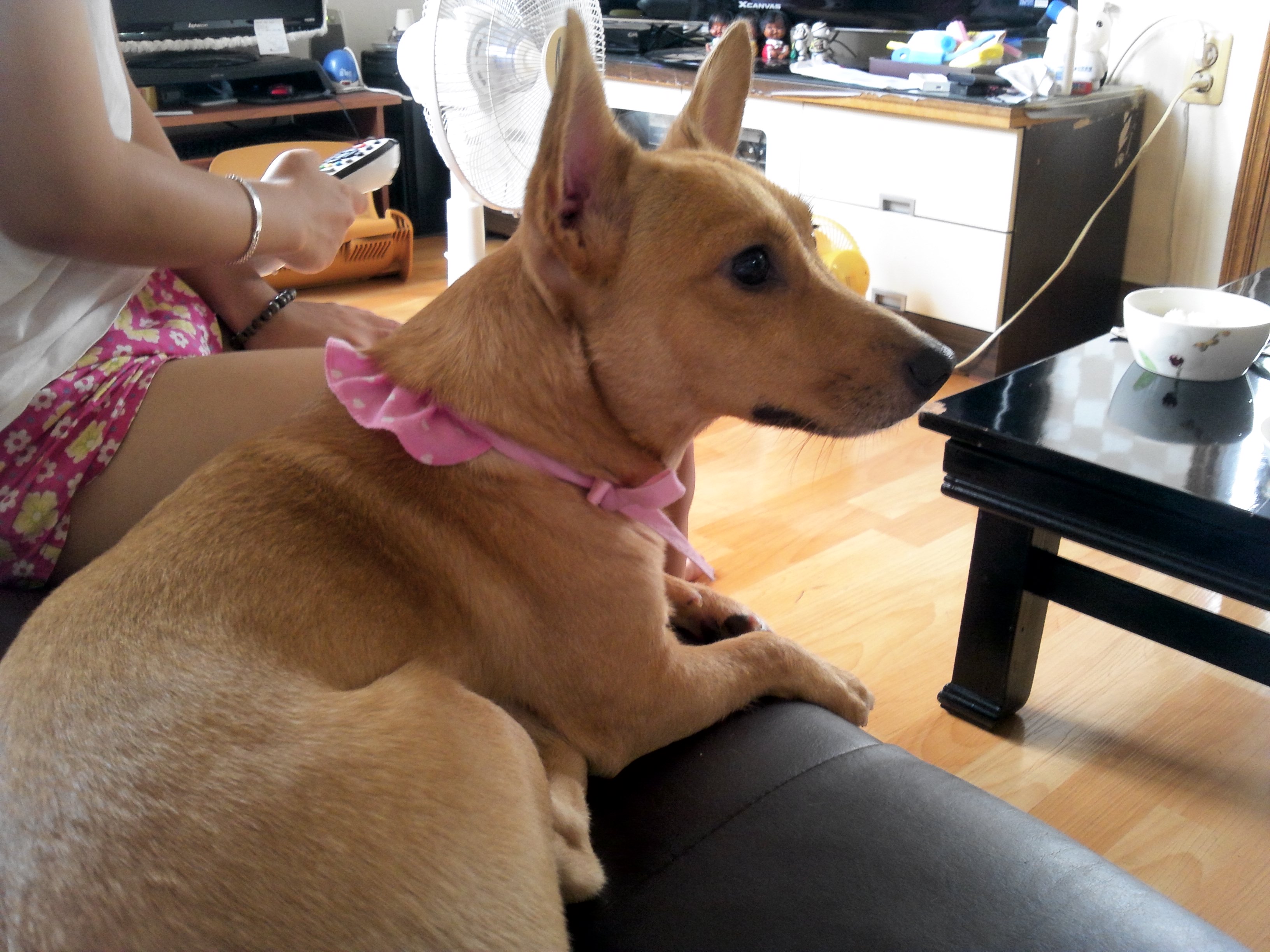 경기도 동두천시 웰시코기 믹스 찾아요ㅜ