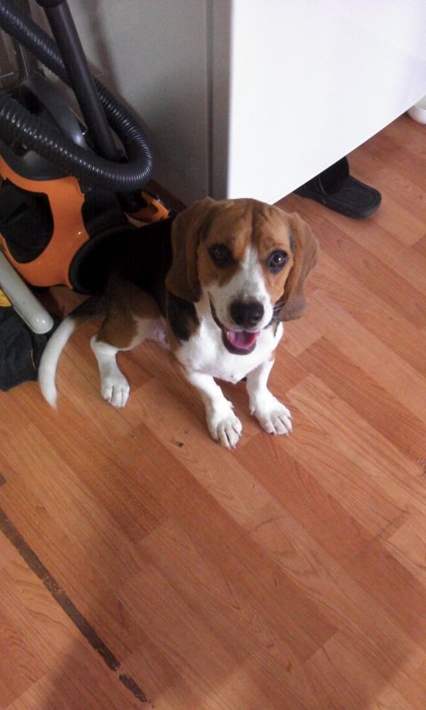 안산 상록 비글찾아요