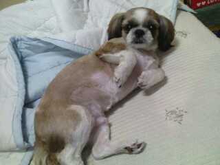 경기 안산 선부3동에서 잃어버린 우리 시츄몽을 찾습니다..