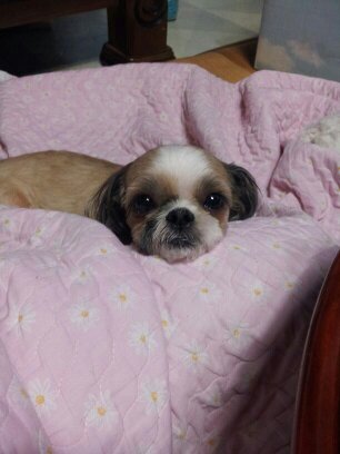 강아지를 찾습니다