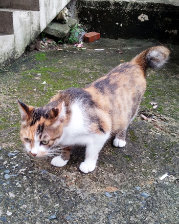 [D12-053관외] 초등학교 창고에서 자라고 있는 아기 고양이들