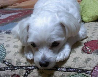 안산 말티즈 수컷 찾습니다.