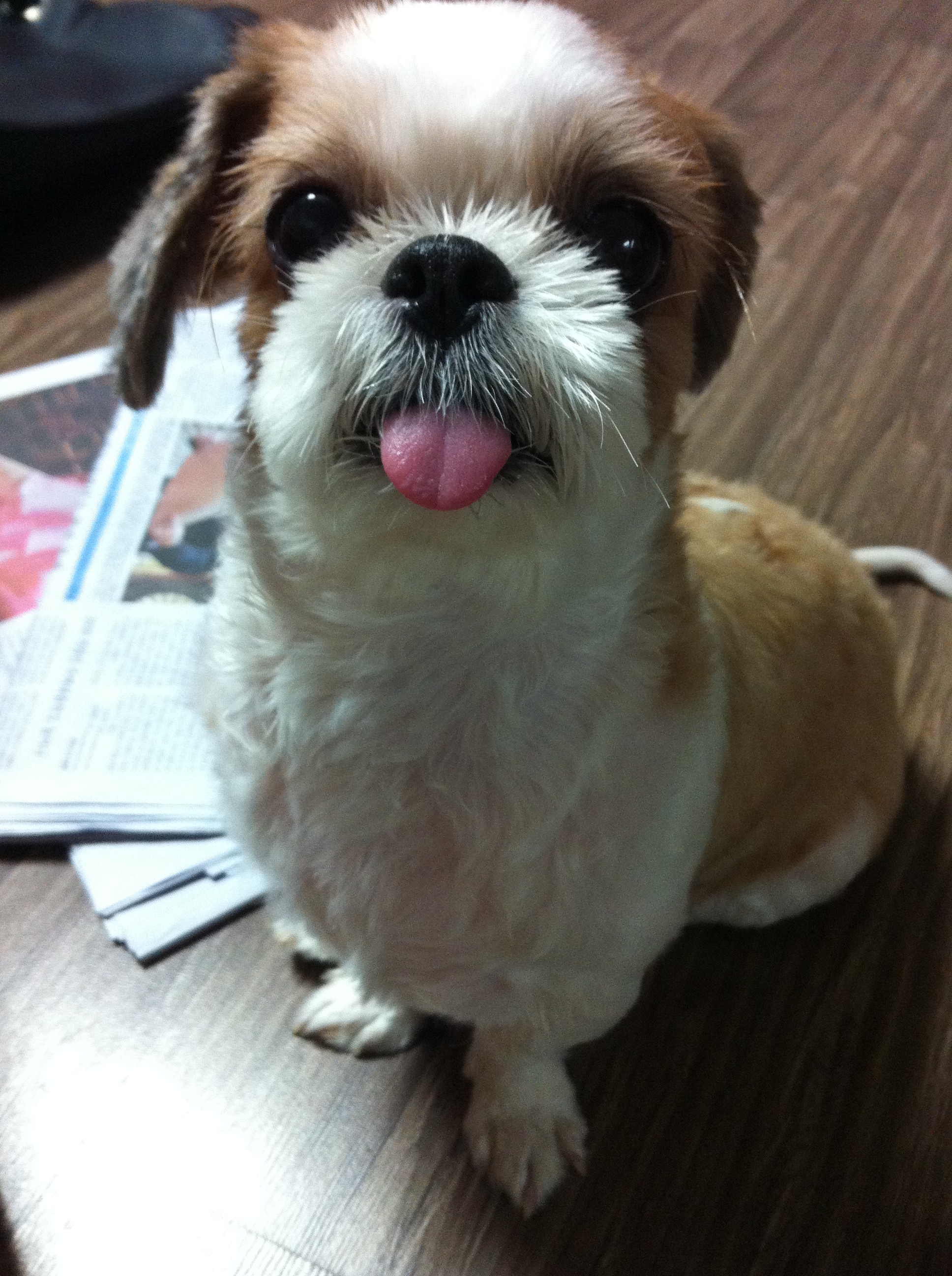 서울 강서구 내발산동에서 잃어버린 시츄를 찾습니다.