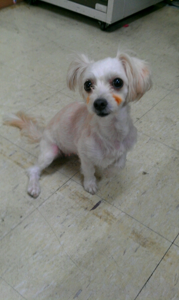 시흥 신천동 말티즈믹스- 주인을 찾습니다.