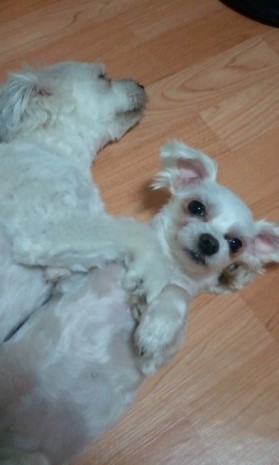 경기 수원 서둔동 똘이를 찾습니다.