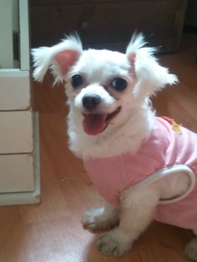 경기 수원 서둔동 똘이를 찾습니다.