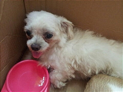 경기 수원 서둔동 똘이를 찾습니다.