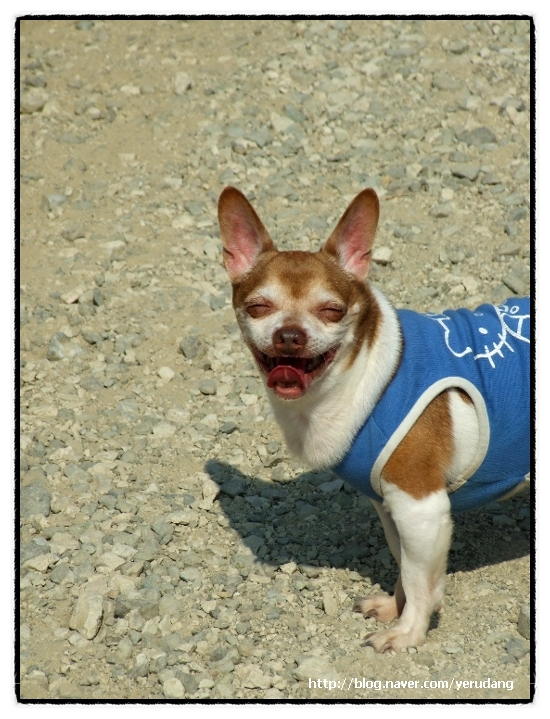 부산 금곡동 발바리 `재미`를 찾습니다