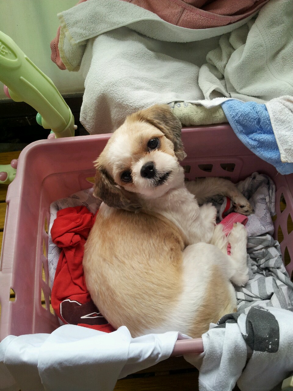 서울 서초구 반포본동 시츄 암컷 몽쉘이를 찾습니다