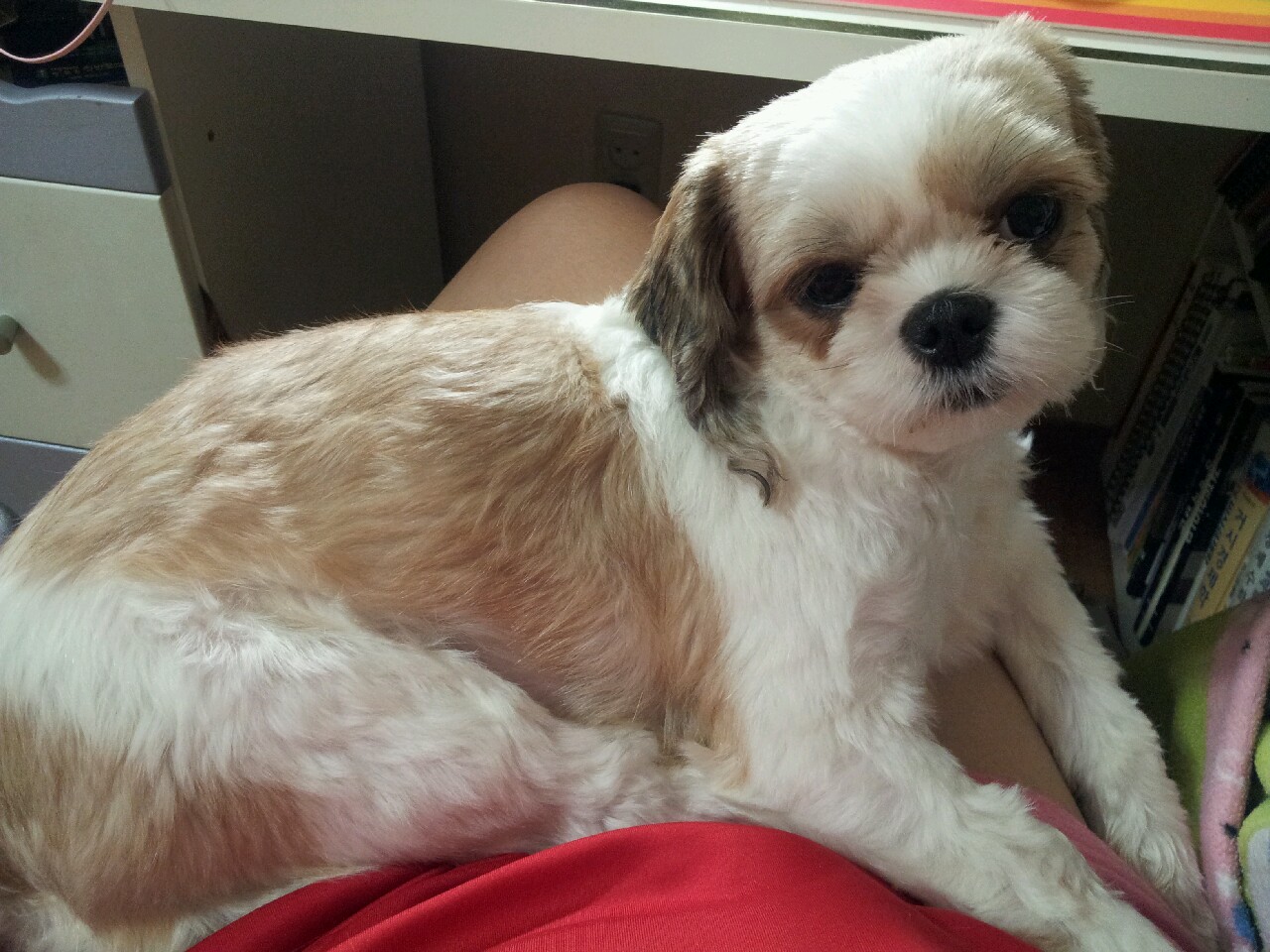 서울 서초구 반포본동 시츄 암컷 몽쉘이를 찾습니다