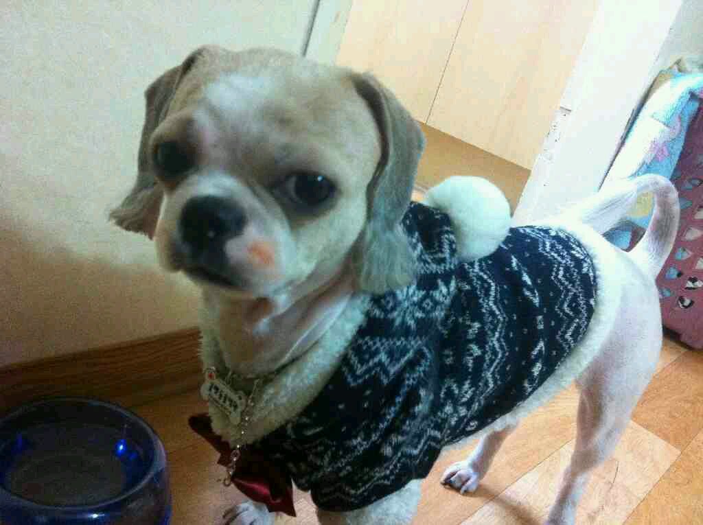 서울 서초구 반포본동 시츄 암컷 몽쉘이를 찾습니다