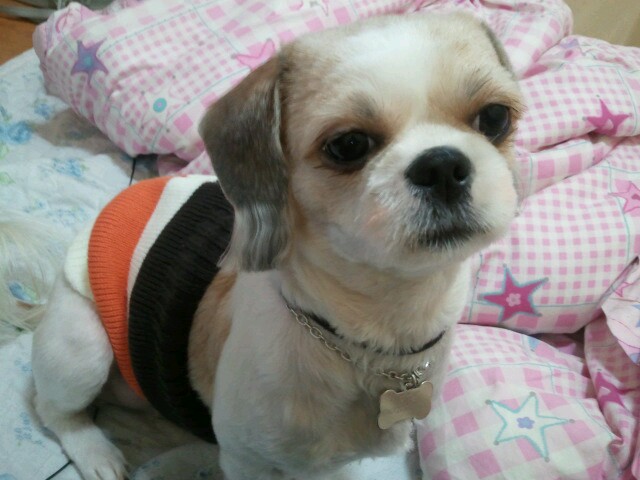 서울 서초구 반포본동 시츄 암컷 몽쉘이를 찾습니다