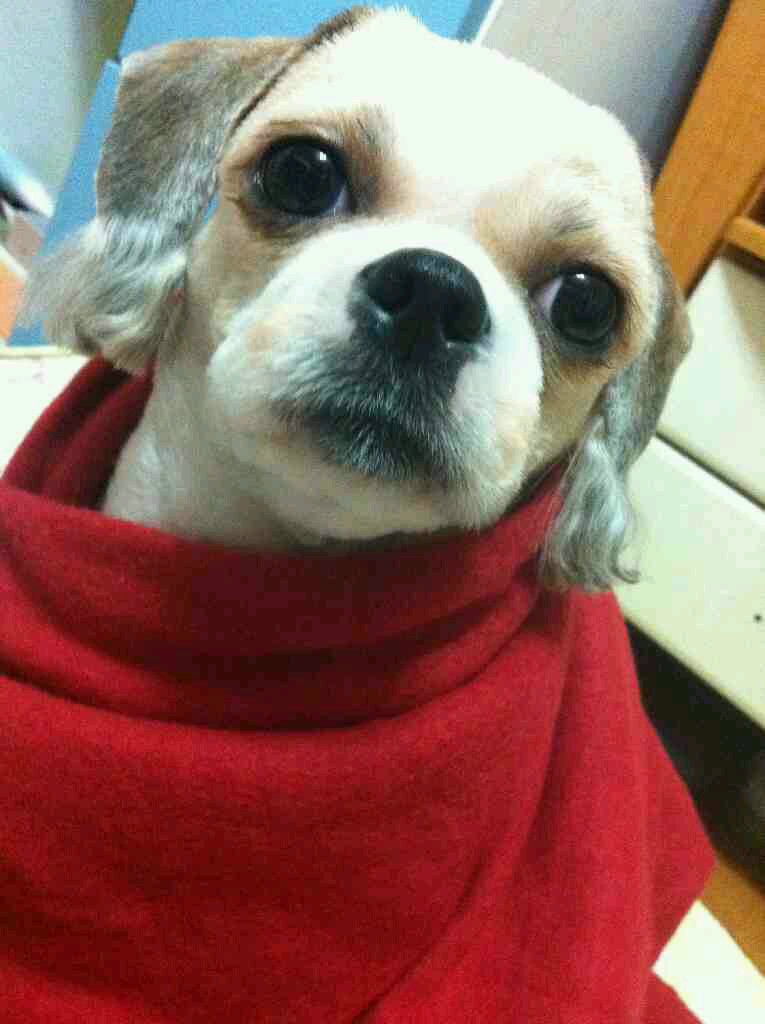 서울 서초구 반포본동 시츄 암컷 몽쉘이를 찾습니다