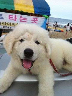 대구에서 잃어버린 상구를 찾습니다~~