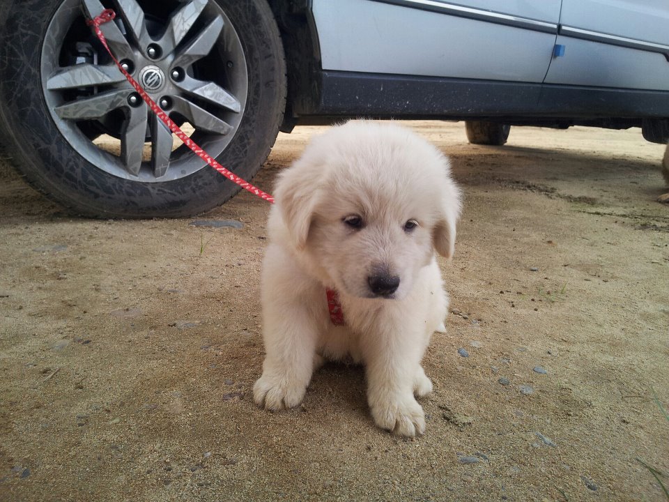 대구에서 잃어버린 상구를 찾습니다~~