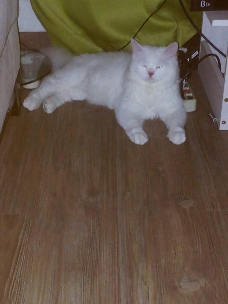 중곡1동메리놀성당근처에서 흰색고양이를 잃어버렸어요