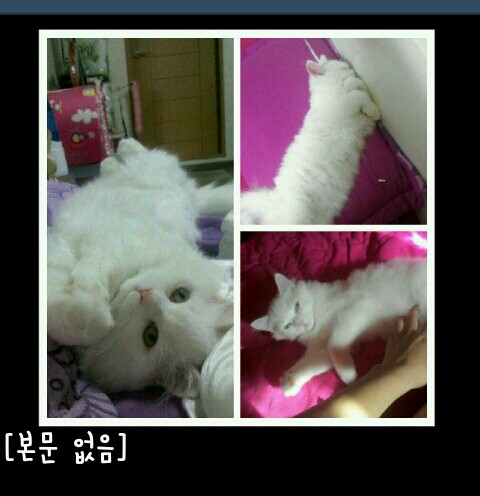 중곡1동메리놀성당근처에서 흰색고양이를 잃어버렸어요