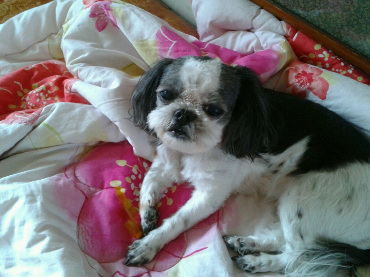 인천 남동구 간석3동 시츄 찾습니다.