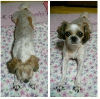 안양/평촌 시츄 순심이 찾아요-ㅠ