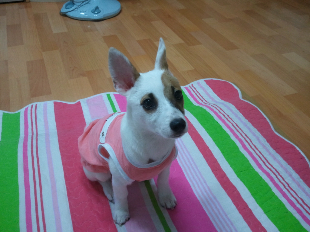 용인시 기흥구 구갈레스피아에서 잃어버린 믹스견을 찾습니다