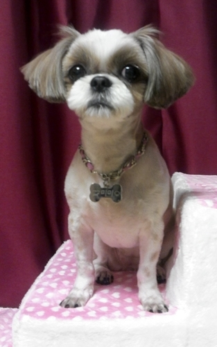 반려견 [미미]를 찾습니다