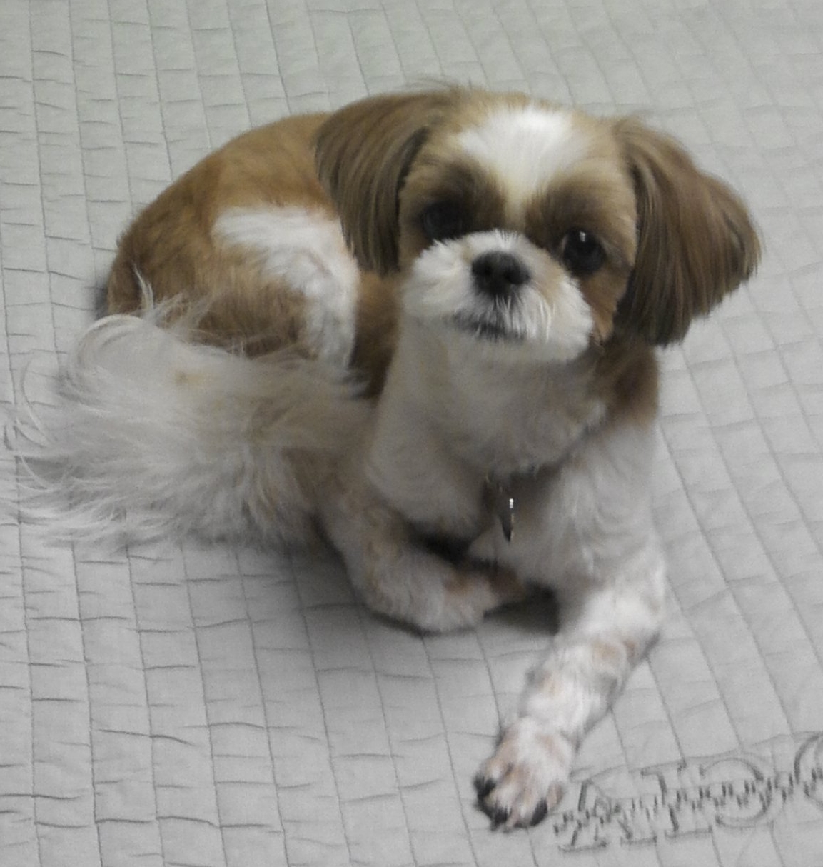 반려견 [미미]를 찾습니다