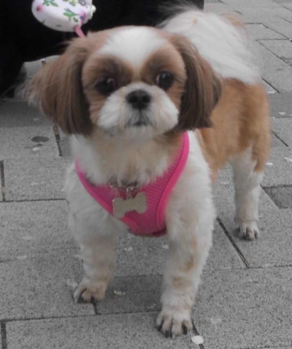 반려견 [미미]를 찾습니다