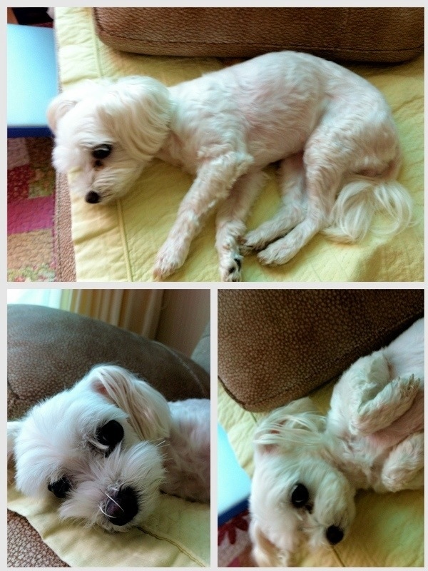 서울 동대문구 장안동 현대 홈타운 2차 부근에서 잃어버린 강아지를 찾아요. 