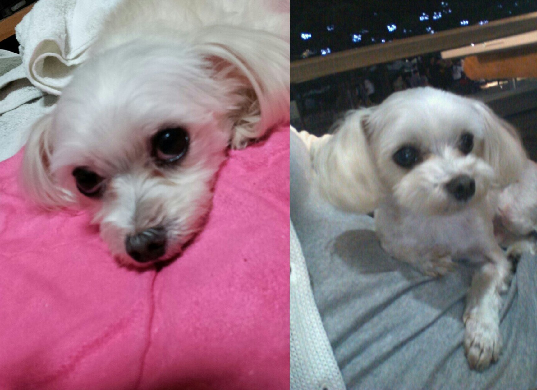 제발 우리 하늘이 찾아주세요[말티즈]