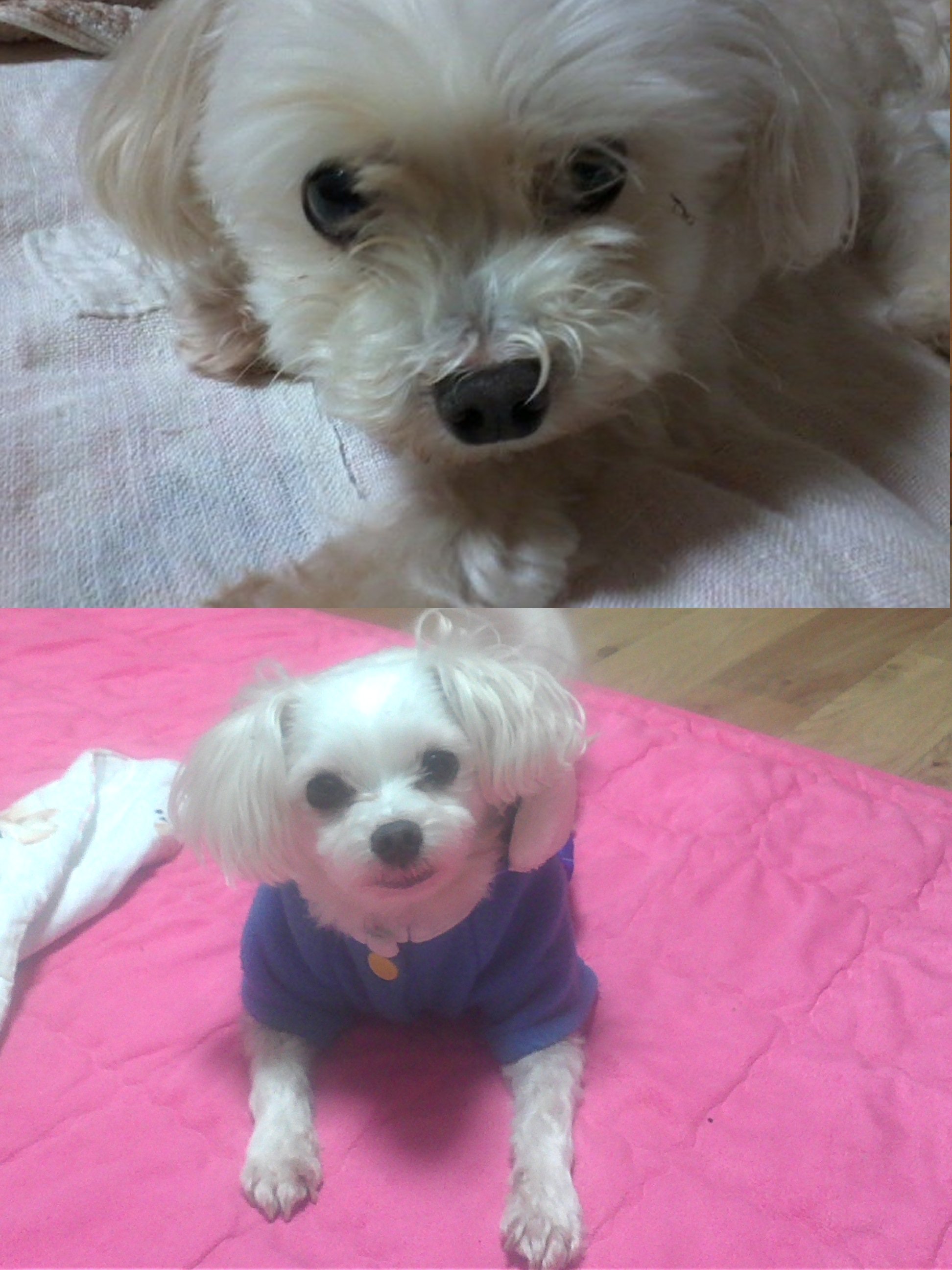 제발 우리 하늘이 찾아주세요[말티즈]