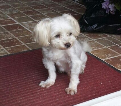 제발 우리 하늘이 찾아주세요[말티즈]