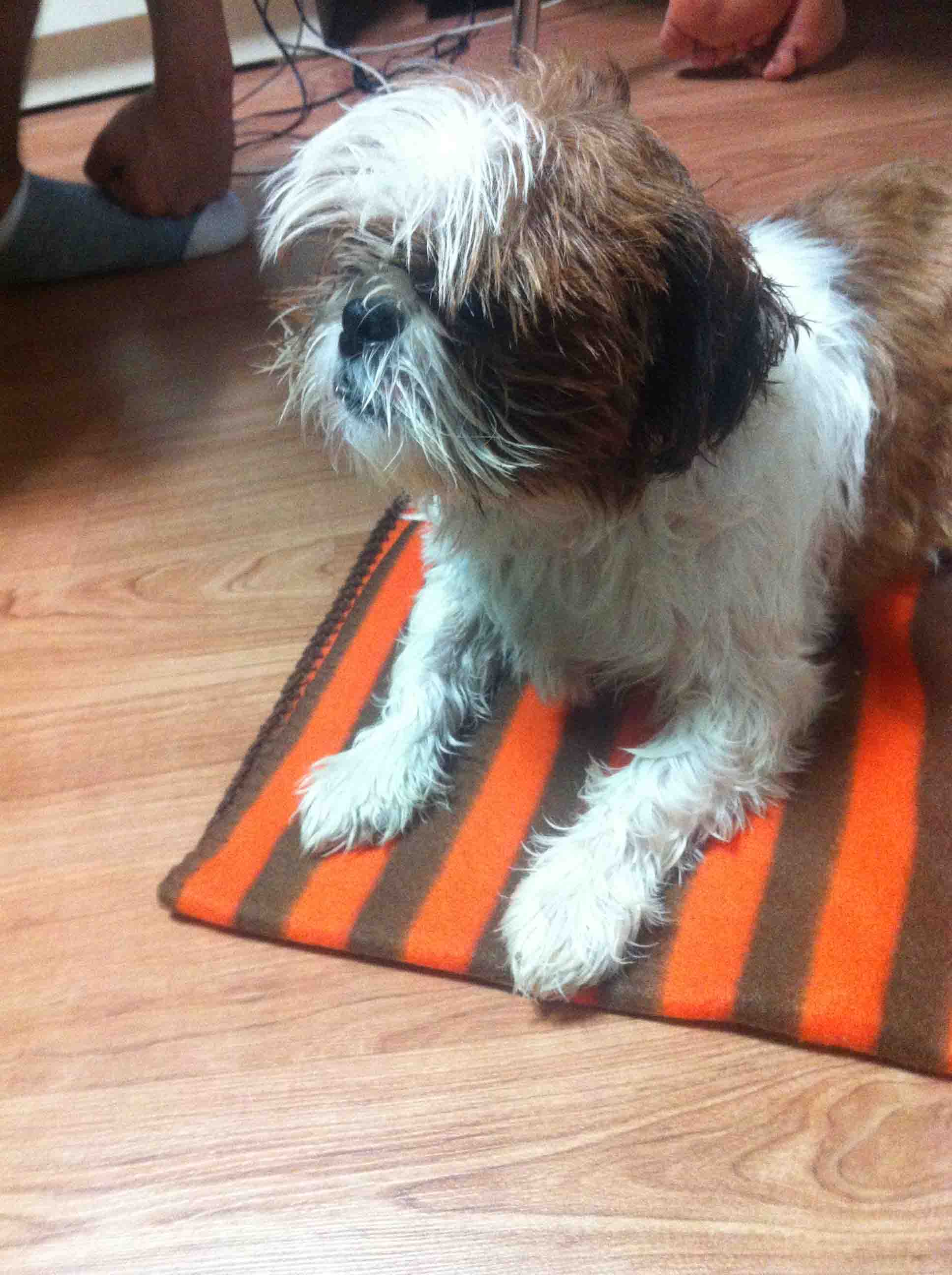 고양시 일산동구 정발산동에서 수컷 시츄를 발견했어요