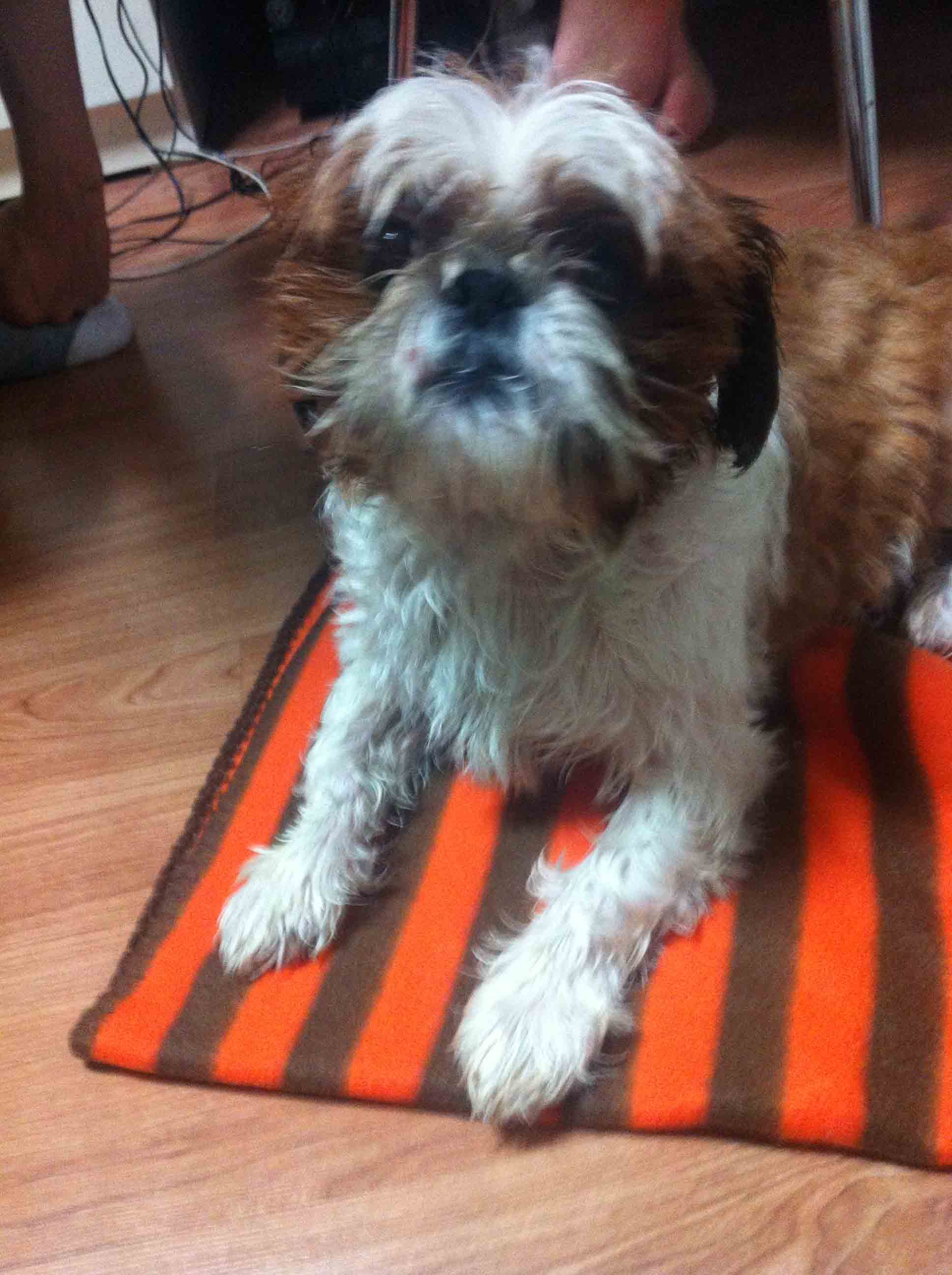 고양시 일산동구 정발산동에서 수컷 시츄를 발견했어요