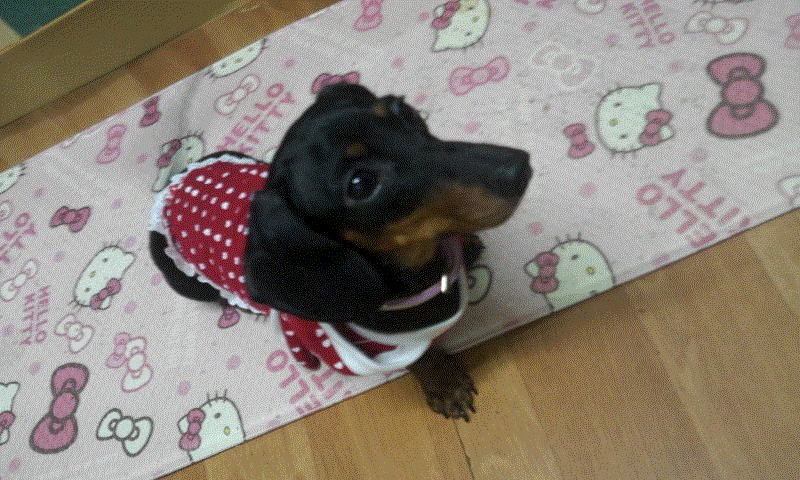 닥스훈트 암컷 1살 "토토"를 찾아주세요(은평구 수색동에서 분실)