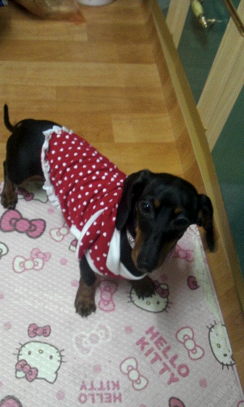 닥스훈트 암컷 1살 "토토"를 찾아주세요(은평구 수색동에서 분실)