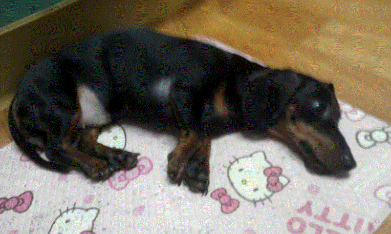 닥스훈트 암컷 1살 "토토"를 찾아주세요(은평구 수색동에서 분실)