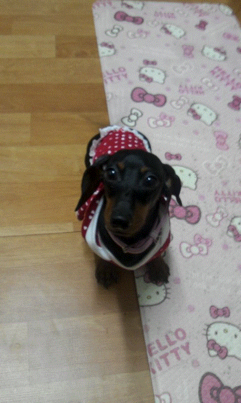 닥스훈트 암컷 1살 "토토"를 찾아주세요(은평구 수색동에서 분실)