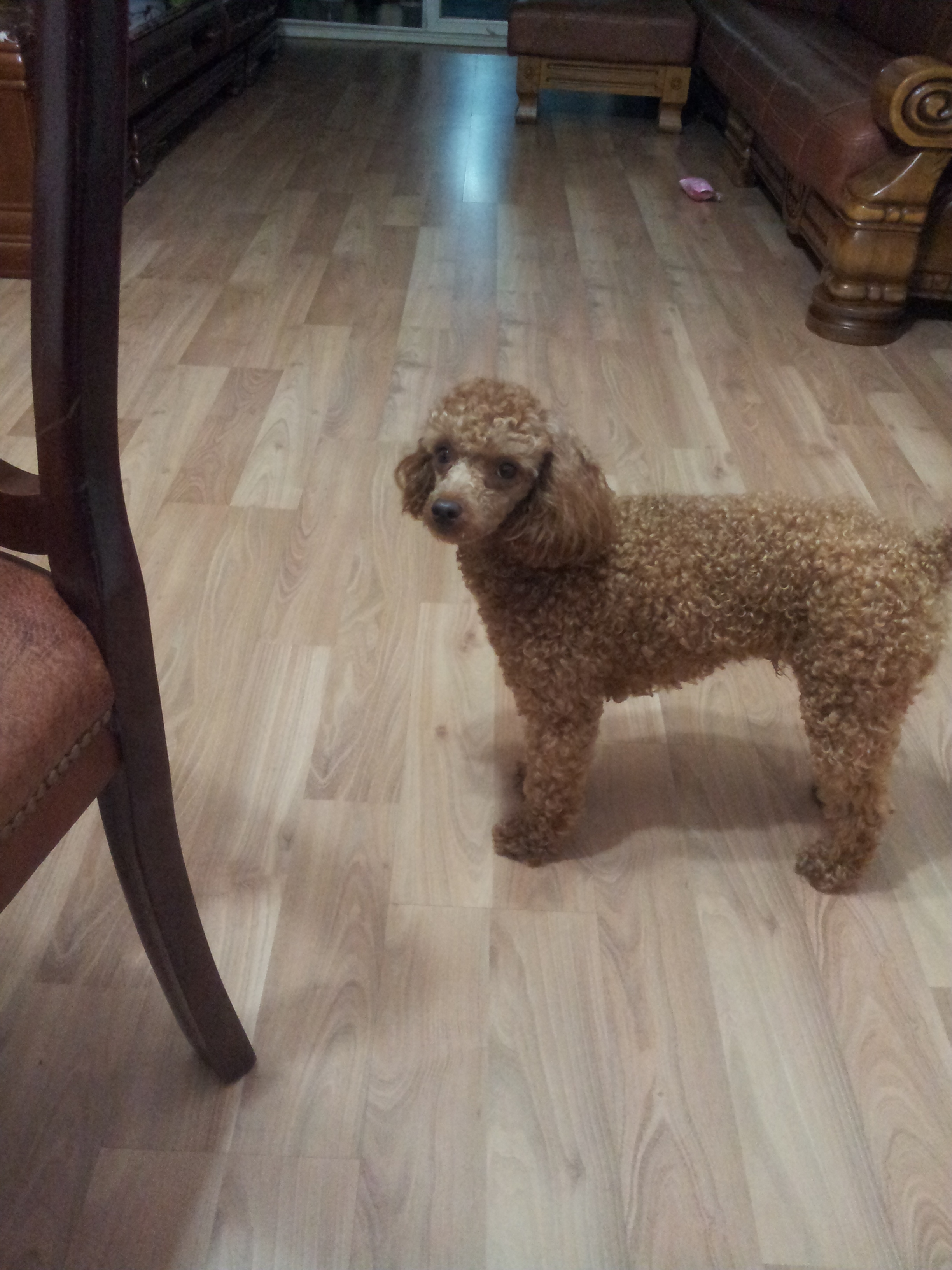 충북 청원군 강내면에서 저희또리좀 찾아주세요