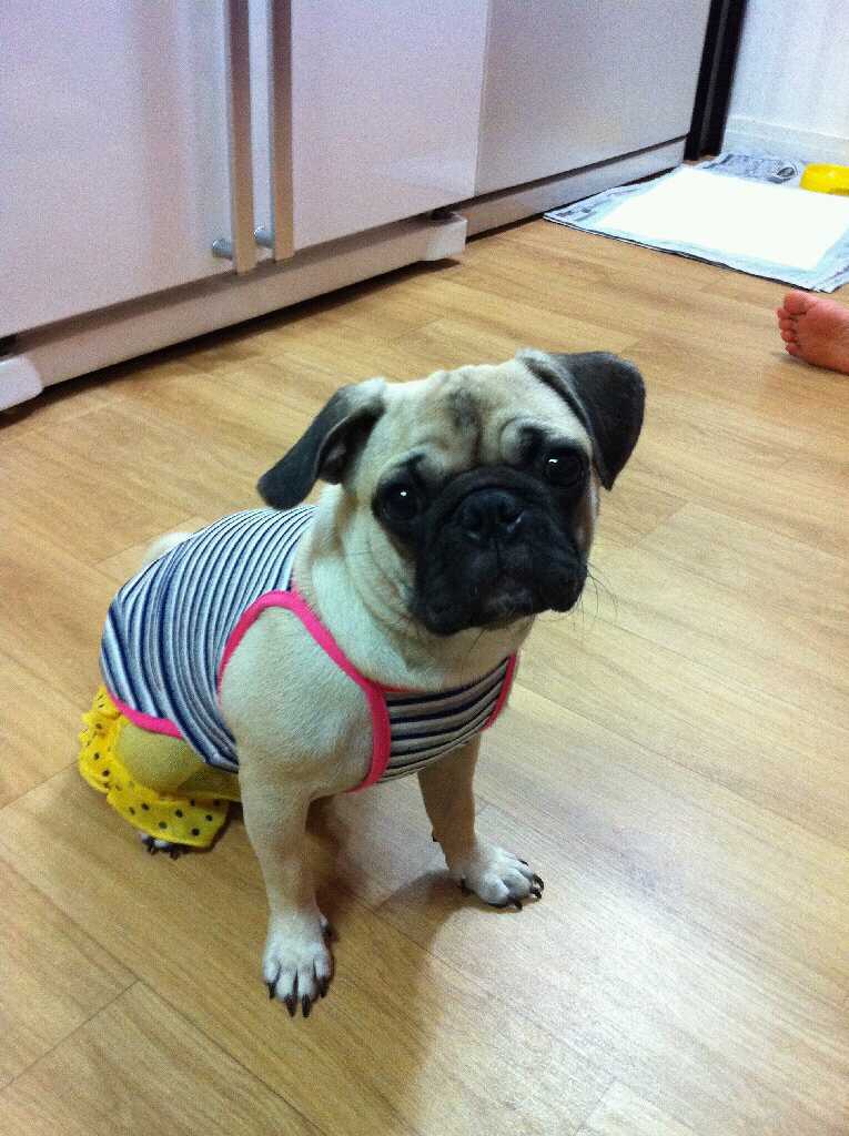 노원 미녀(퍼그:암컷)을 찾습니다!