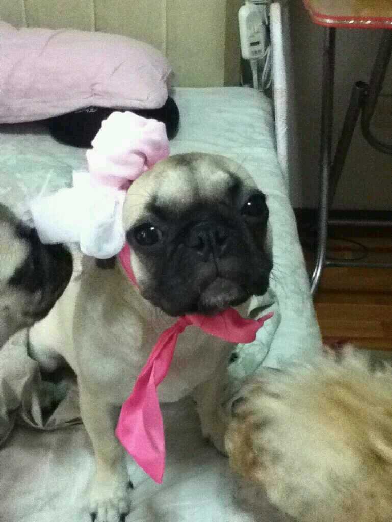 노원 미녀(퍼그:암컷)을 찾습니다!