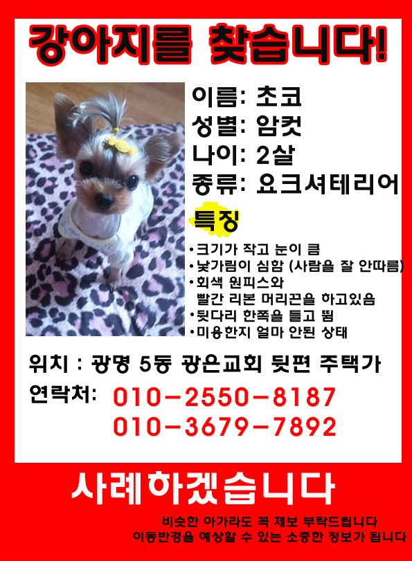 광명,요키,요크셔테리어 찾습니다.