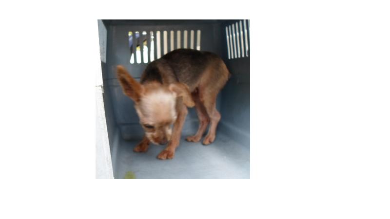 [포천시 소흘읍 이동교리 무란마을]1.5kg 요크셔 수컷 찾아요~