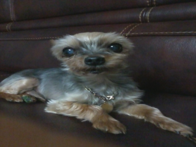 [포천시 소흘읍 이동교리 무란마을]1.5kg 요크셔 수컷 찾아요~