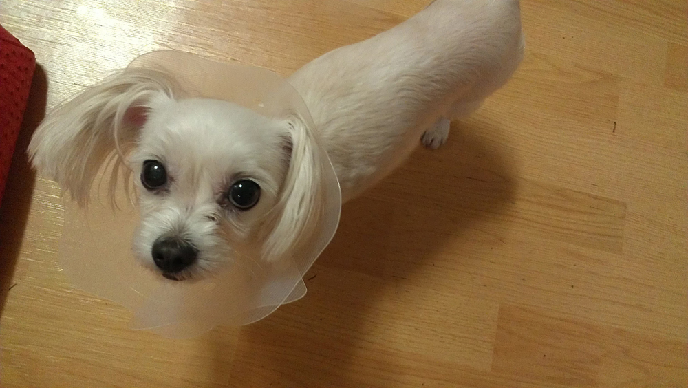 [부산]9/5 밤 실종 말티즈9세여아 뭉치를 찾습니다.